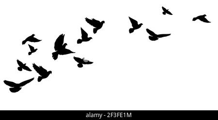 Un flying gregge di uccelli, piccioni. Sagome nere. Illustrazione vettoriale Illustrazione Vettoriale
