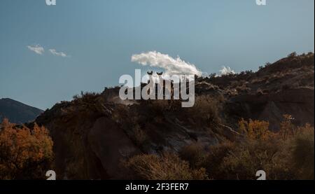 Capre selvatiche iberiche nel deserto di Tabernas Natur Landscape Almeria Spagna Foto Stock