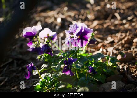Porpora viola e porpora corno (Viola cornuta) illuminato da un raggio di luce solare sotto un albero di quercia Foto Stock