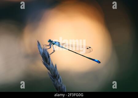 Dragonfly è un predatore e riposa prima di cacciare Foto Stock