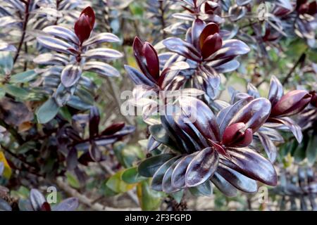 Hebe ‘Midnight Sky’ o ‘Lowten’ arbusti Veronica – arbusto con colonne di foglie nere e verdi, marzo, Inghilterra, Regno Unito Foto Stock