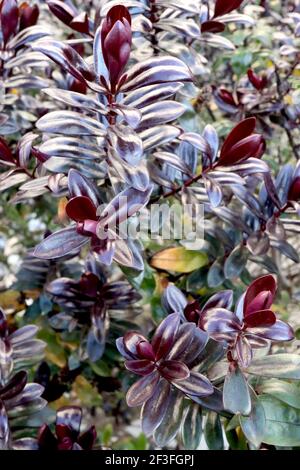 Hebe ‘Midnight Sky’ o ‘Lowten’ arbusti Veronica – arbusto con colonne di foglie nere e verdi, marzo, Inghilterra, Regno Unito Foto Stock