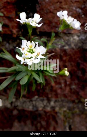 Iberis sempervirens ‘Fischbeck’ Candytuft Fischbeck – stretti grappoli di fiori bianchi con foglie di spatola, marzo, Inghilterra, Regno Unito Foto Stock