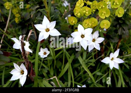 Ipheion uniflorum ‘Album’ fiore bianco primaverile – fiori bianchi a forma di stella e fogliame erbaceo, marzo, Inghilterra, Regno Unito Foto Stock