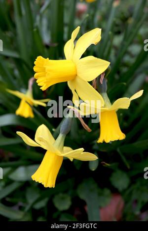 Narcissus ‘Febbraio Gold’ / Daffodil Febbraio Gold Division 6 Cyclamineus Daffodils giallo con coppe frilly, marzo, Inghilterra, Regno Unito Foto Stock