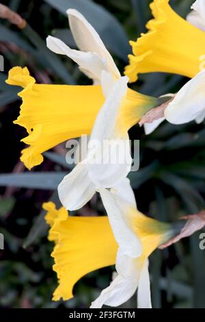 Narcissus ‘Topolino’ Division 1 Tromba Daffodils Topolino daffodil - petali bianchi con grande coppa orlata gialla, marzo, Inghilterra, Regno Unito Foto Stock