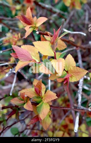 Spiraea japonica ‘Goldflame‘ foglie gialle, verdi, arancioni e rosse sui gambi marroni, marzo, Inghilterra, Regno Unito Foto Stock