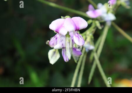 Striscia verde ape sconosciuta su mazzo di colore viola fiori selvatici Foto Stock