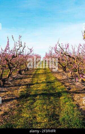 Campo di alberi da frutto fioriti colorati. Alberi di pesca in primavera con fiori rosa. Bella fioritura di ciliegi nella stagione primaverile. Fioritura piena. Foto Stock