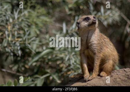 Un primo piano di un maerkat in un parco Foto Stock