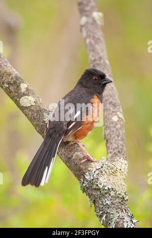 Towhee rufous laterale, Towhee orientale Foto Stock