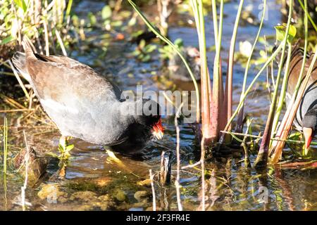 Gallinule porfido martinicus porphyrio americano con un pulcino bambino in una palude a Napoli, Florida. Foto Stock