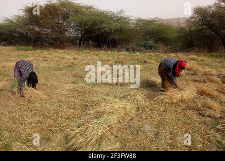 Beawar, India. 16 Marzo 2021. Le donne contadine del Rajasthani lavorano in un campo di orzo alla periferia di Beawar. Rajasthan è stato produttore principale di raccolto di orzo in India. (Foto di Sumit Saraswat/Pacific Press) Credit: Pacific Press Media Production Corp./Alamy Live News Foto Stock