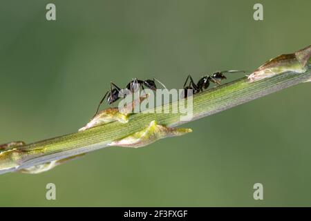 Insetti di formiche mentre camminando su una pianta di asparagi, natura animale della fauna selvatica macro Foto Stock