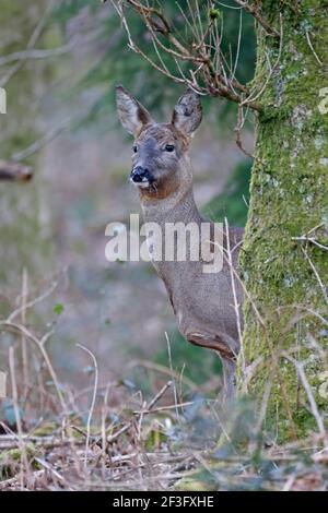 Femmina Roe Deer nella Foresta di Dean UK Foto Stock