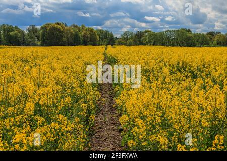 Un campo di colza in piena fioritura. Fiori gialli delle specie della famiglia crocifera. Percorso in un campo nel mezzo tra i fiori. Nel bac Foto Stock