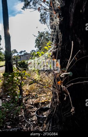 Ragnatela su un tronco d'albero che splende in luce solare Foto Stock