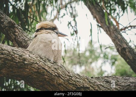 Ritratto di Laughing Kookaburra su un albero in Australia Foto Stock