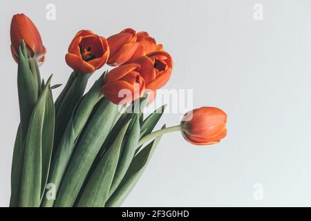 Bouquet di tulipani arancioni su sfondo chiaro. Cartolina festiva. Messa a fuoco selettiva. Primo piano. Foto Stock