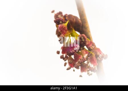 Un fiore femminile su un raro Elm americano deliberatamente sovraesposto con una vignetta bianca. Lo sfondo è quasi bianco e i fiori sono a destra. Foto Stock