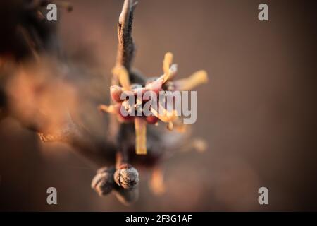 Un fiore singolo su un arbusto di streghe vernale visto durante la luce dell'ora d'oro a metà marzo. Questi fiori sono noti per la loro fragranza. Foto Stock