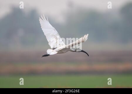 L'ibis a testa nera (Threskiornis melanocephalus), conosciuto anche come ibis bianco orientale, ibis bianco indiano e ibis a collo nero. Foto Stock