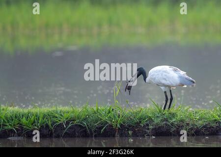 L'ibis a testa nera (Threskiornis melanocephalus), conosciuto anche come ibis bianco orientale, ibis bianco indiano e ibis a collo nero. Foto Stock