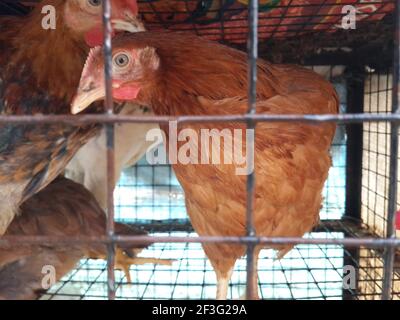 Un primo piano di gregge di galline chiuse all'interno di a. gabbia Foto Stock