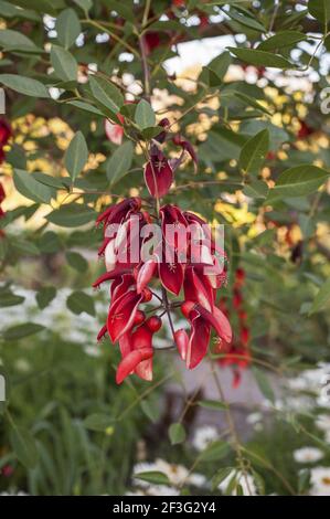 Un fuoco selettivo verticale di bellissimi fiori rossi di lobelia crescere sull'albero Foto Stock