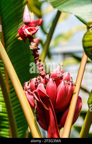 Le banane rosse e la fioritura dei fiori crescono al Miami-Dade County Redland Fruit and Spice Park in Florida. Foto Stock