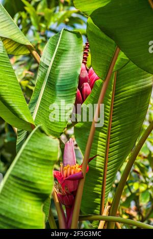 Le banane rosse e la fioritura dei fiori crescono al Miami-Dade County Redland Fruit and Spice Park in Florida. Foto Stock