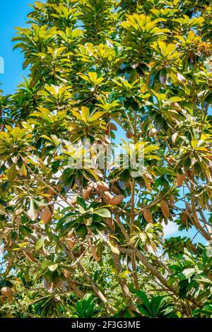 Pouteria sapota chiamato anche mamey sapote coltivare al Miami-Dade County Redland Fruit and Spice Park in Florida. Foto Stock