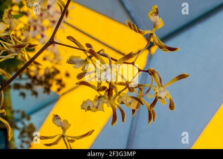 Le orchidee sono vendute durante il mercato del fine settimana al Miami-Dade County Redland Fruit and Spice Park in Florida. Foto Stock