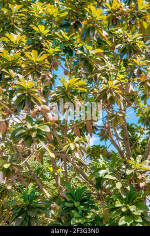 Pouteria sapota chiamato anche mamey sapote coltivare al Miami-Dade County Redland Fruit and Spice Park in Florida. Foto Stock