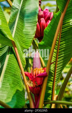 Le banane rosse e la fioritura dei fiori crescono al Miami-Dade County Redland Fruit and Spice Park in Florida. Foto Stock