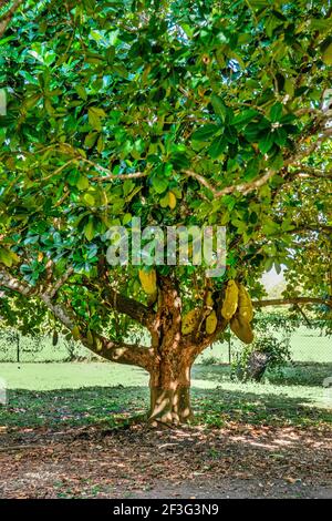 Jackfruit che cresce al Miami-Dade County Redland Fruit and Spice Park in Florida. Foto Stock
