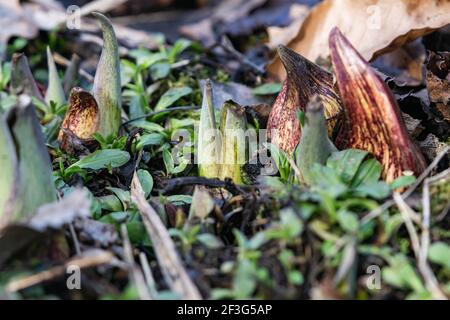 L'Eastern Skunk Cabbage emergente in inverno Foto Stock
