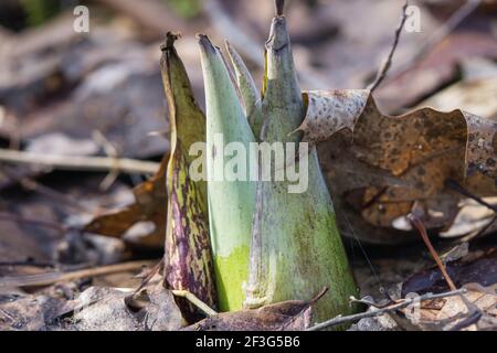 L'Eastern Skunk Cabbage emergente in inverno Foto Stock