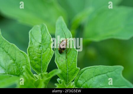 Pianta tarnished nordamericana Bug su foglia Foto Stock