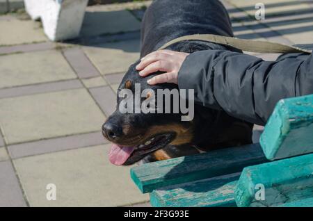 La mano batte la testa del Rottweiler. Una donna seduta su una panchina di strada che accarezzava il suo animale domestico. Camminando il cane in una giornata di sole primavera. Foto Stock
