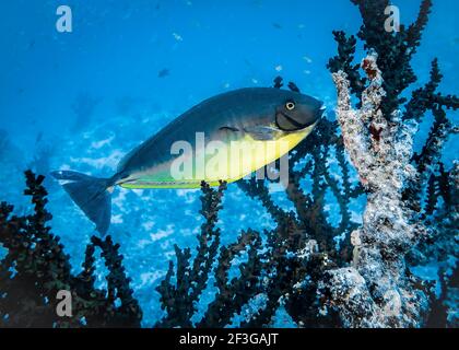 Il chirurgo pesca nell'oceano indiano Foto Stock