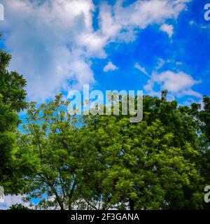 Grande albero con rami e terra con erbe, grandi alberi in natura, vista panoramica di molto grande e alto albero nella foresta al mattino Foto Stock