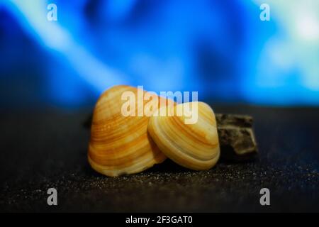 Vongole fresche con sfondo blu Foto Stock