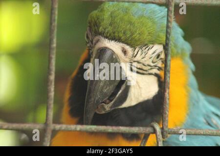 Macaw in cattività Foto Stock