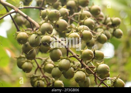 Frutti di palma verdi Foto Stock