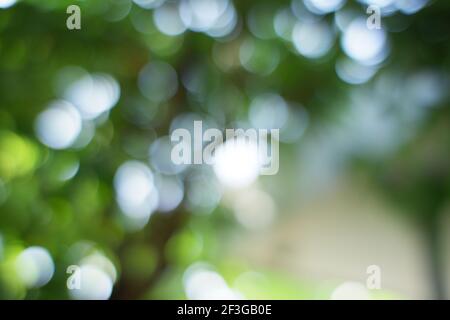 Foto sfocata su sfondo naturale luminoso. Luce sfocata tra le foglie verdi. Immagini per materiali di disegno e scrittura Foto Stock