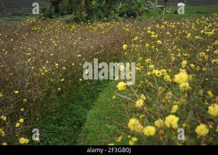 il giardino fiorito del cosmo caudatus fiorisce fiori gialli freschi tra rami di alberi e foglie dense. la freschezza della natura nel highl Foto Stock