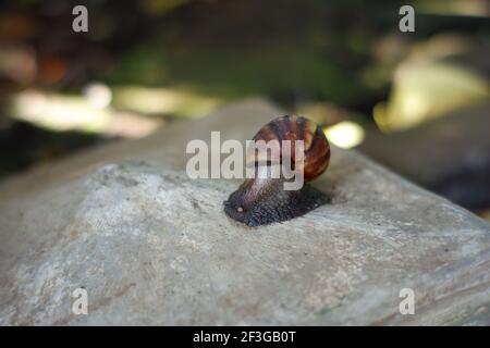 una lumaca che cammina su una roccia. lumache selvatiche si muovono alla ricerca di cibo. conchiglie animali a movimento lento Foto Stock