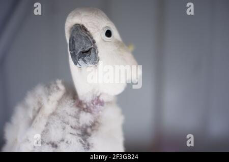 un pappagallo bianco che è malato. piume del collo dell'uccello che cadono a causa di malattia Foto Stock