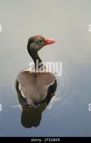 Fulvous whistling Tree anatra nuoto Foto Stock